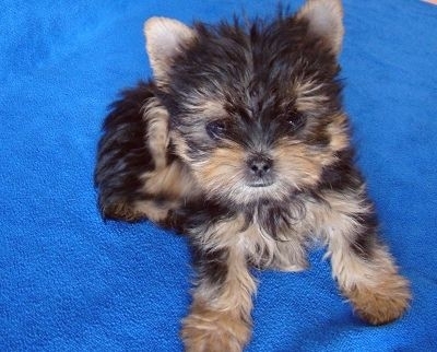 衢州寵物狗市場(chǎng)現(xiàn)象解析，出售信息深度探討與各方觀點(diǎn)碰撞