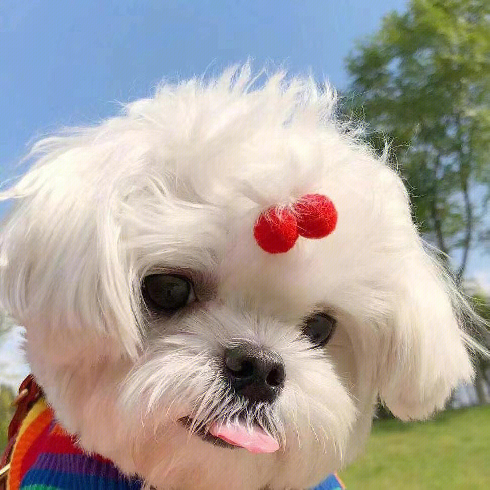 最新狗狗頭像，展現(xiàn)變化、學(xué)習(xí)與自信的力量