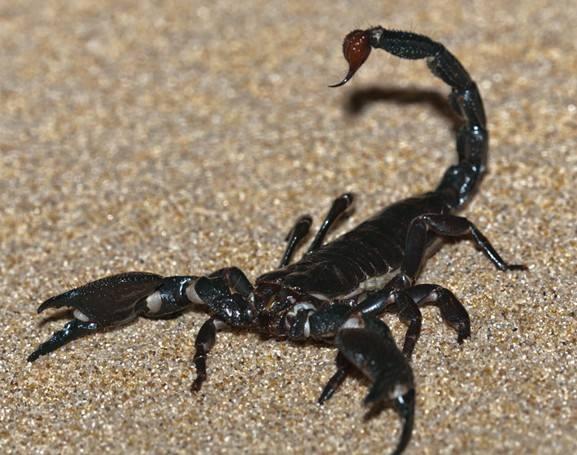 山西蝎子價(jià)格行情指南，2017年最新行情解析