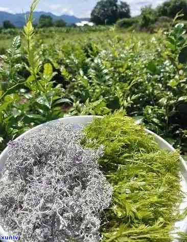 張家界莓茶價(jià)格探索之旅，自然美景與內(nèi)心寧靜的尋找