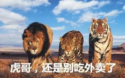 最新虎獅，學(xué)習(xí)變革的力量，自信與成就感的崛起之路