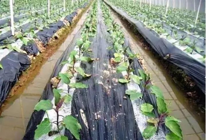 10公斤黑地膜價格,溫馨農田里的秘密，一段關于黑地膜與友情的趣事