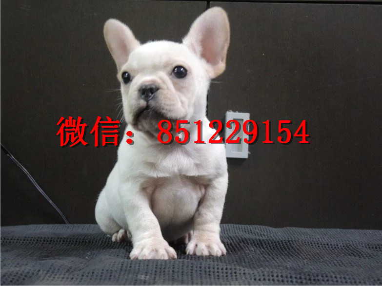 法牛犬行情走勢(shì)揭秘，溫馨日常背后的市場(chǎng)趨勢(shì)