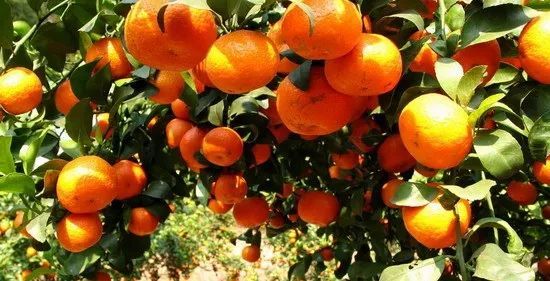 沙糖桔演員，科技與生活完美融合的高科技產(chǎn)品展示