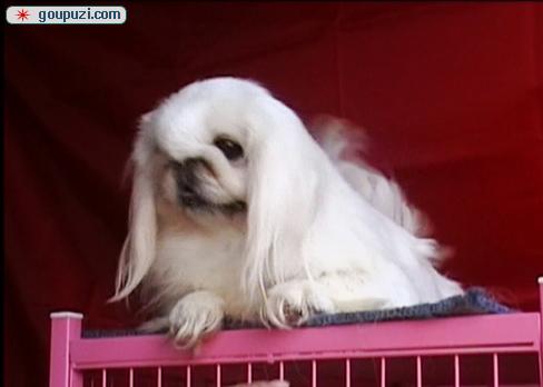 秀珍犬價格行情揭秘，變化中的市場行情與學(xué)習(xí)自信的力量