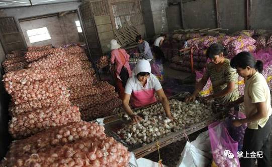 杞縣冷庫(kù)大蒜市場(chǎng)價(jià)格探秘，尋找蒜香的平靜之旅