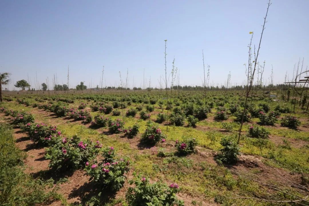 義馬裴村報(bào)房動(dòng)態(tài)資訊，探尋自然美景，啟程心靈之旅