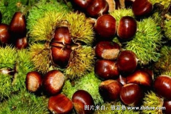 板栗最新行情概覽，市場走勢與產業(yè)地位深度分析