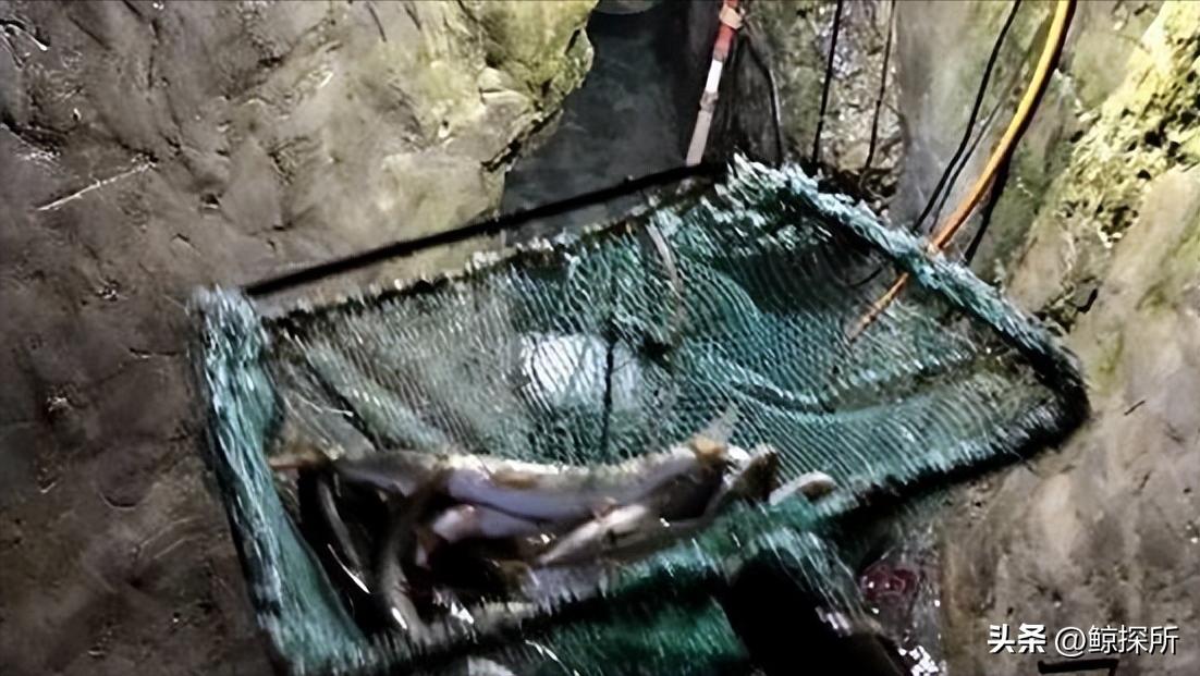 科技新星項寶貝思，重塑生活體驗的最新章節(jié)