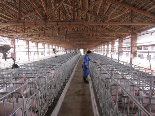 最新豬場(chǎng)管理技術(shù)解析，科技引領(lǐng)畜牧業(yè)邁向智能化未來(lái)