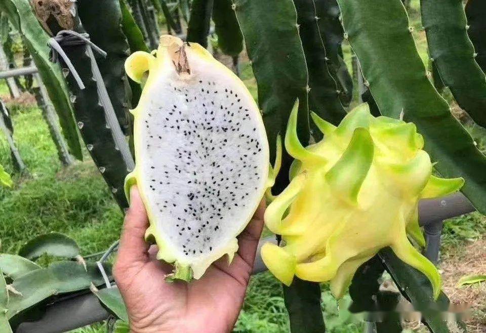 火龍果新品種揭秘，變化的力量與自信成就之旅