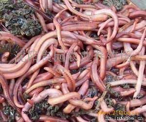 小巷深處的綠色寶藏，蚯蚓種苗價(jià)格揭秘