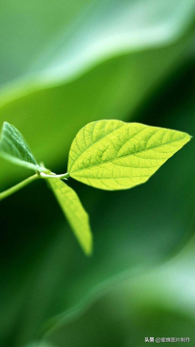 最新護(hù)眼美圖，步驟指南與美圖欣賞