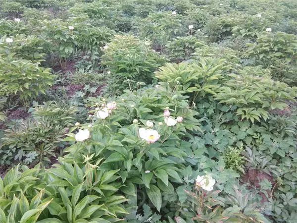 赤芍行情深度解析，小巷特色藥材探尋之旅