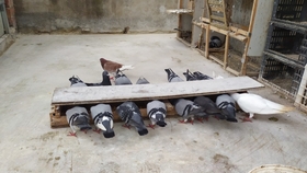 鴿糞新型應(yīng)用，綠色能源的未來與科技創(chuàng)新引領(lǐng)生活變革