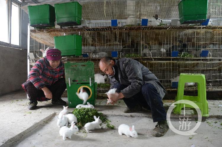 今年養(yǎng)兔行情分析，市場(chǎng)趨勢(shì)與前景展望
