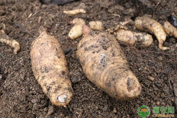 最新天麻行情，變遷之路，無限可能成就夢