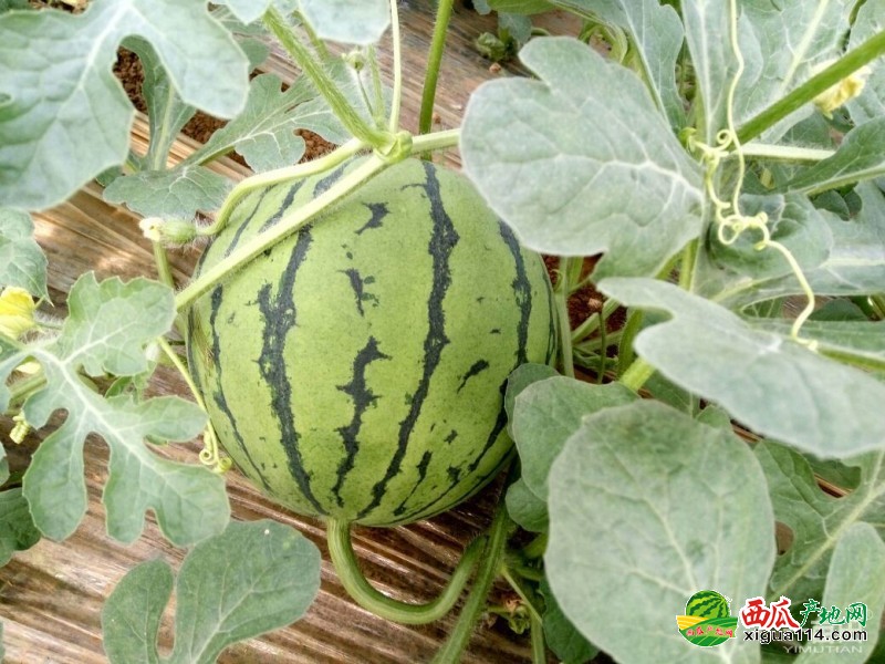 青州西瓜最新價(jià)格行情，科技賦能下的新鮮體驗(yàn)