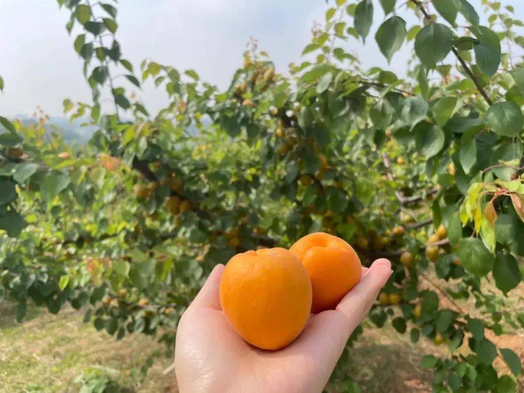 杏吧資訊速遞，引領(lǐng)時(shí)尚潮流，傳遞熱門(mén)信息的新高地門(mén)戶