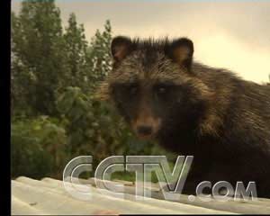 貉子最新價格行情更新，市場走勢分析