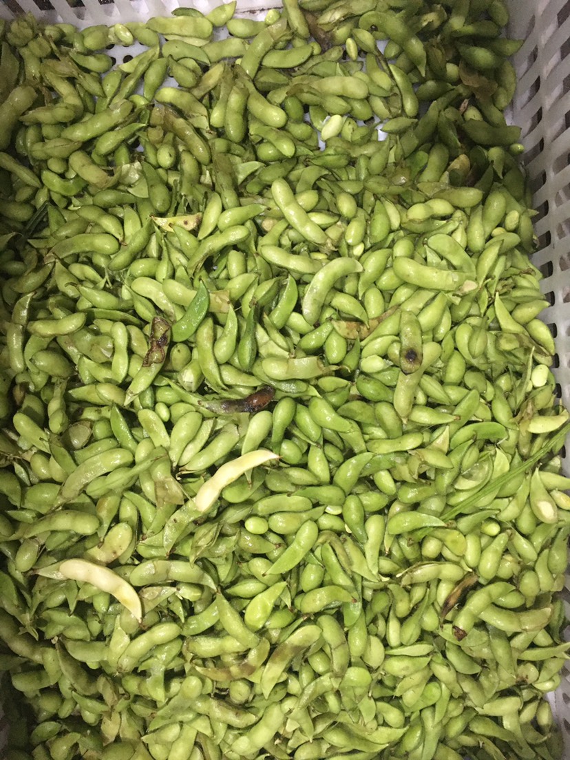 海南毛豆價(jià)格最新行情，友情故事與實(shí)時(shí)市場動(dòng)態(tài)