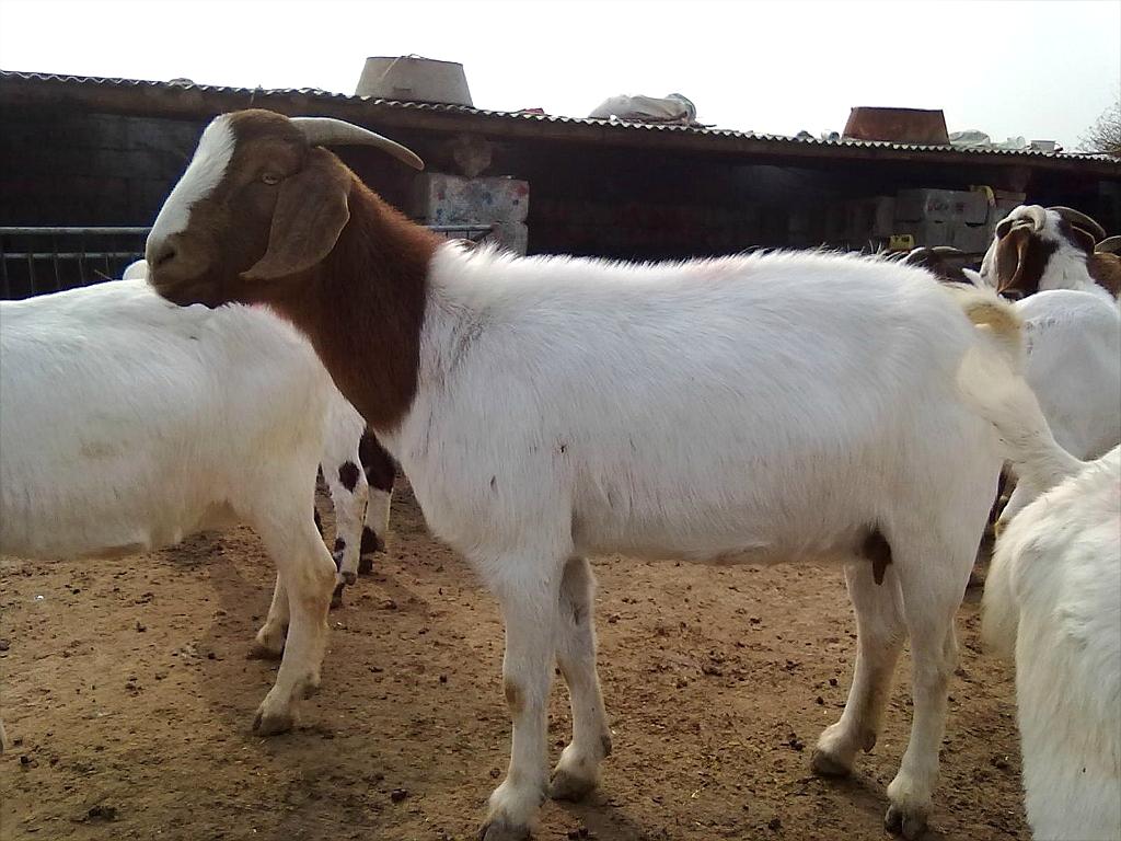 山羊價(jià)格，歷史背景、重要事件與地位探究