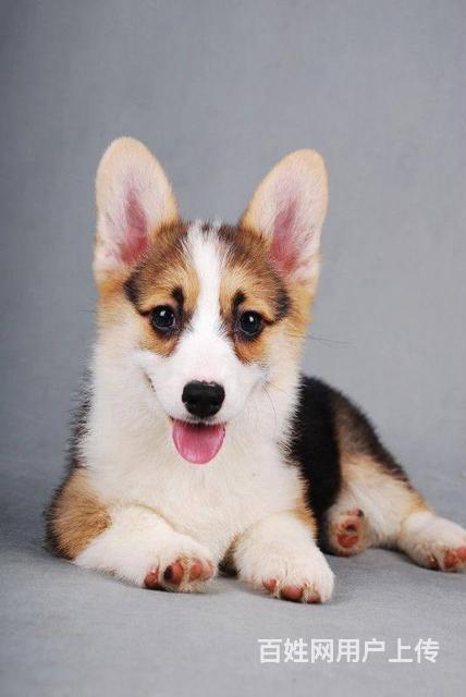 純種柯基價(jià)格，科技與生活的融合之選