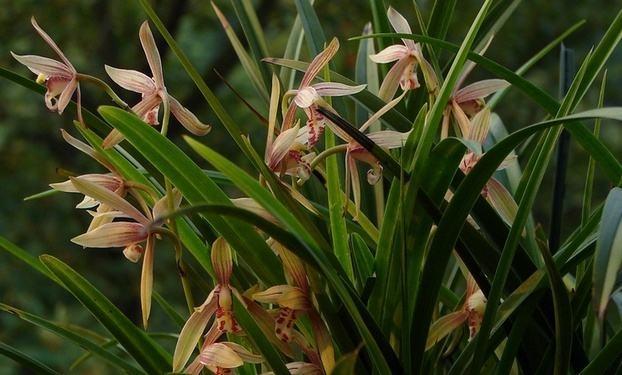 最新蘭花，小巷深處的秘密花園探秘