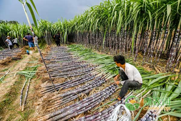 甘蔗行情深度解析，揭秘甜蜜商機，開啟甜蜜事業(yè)之門！