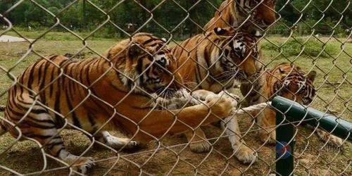 寧波老虎襲擊事件最新進(jìn)展，城市日常中的溫情與友情力量