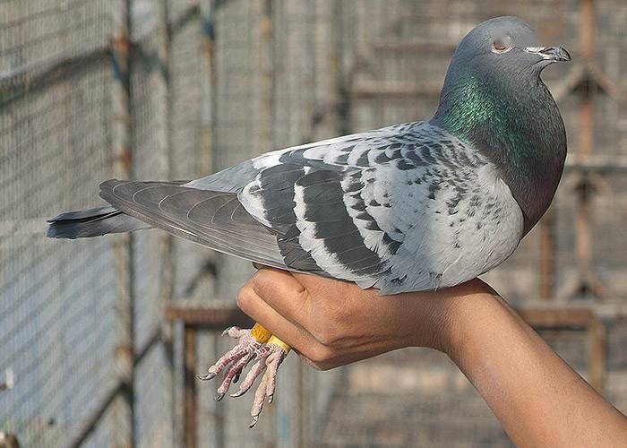 信鴿比賽的飛翔盛宴，跟隨鴿子回家的視頻記錄