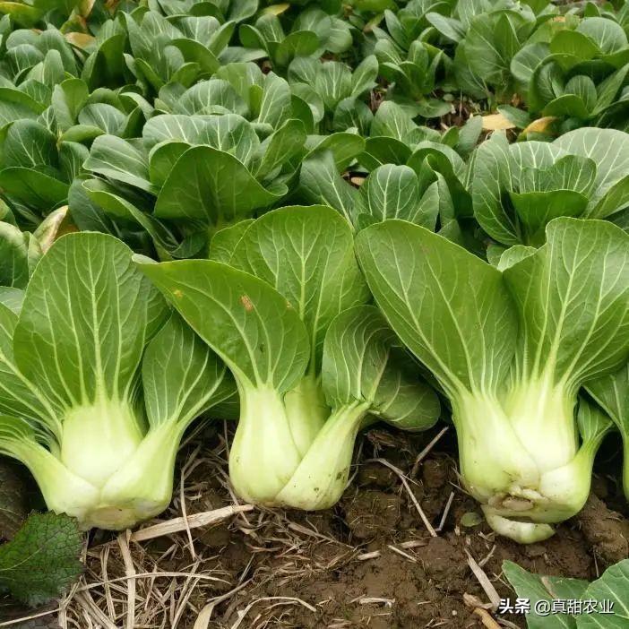 上海青最新價(jià)格行情，時(shí)代脈絡(luò)下的市場波動(dòng)