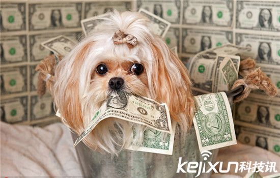 動(dòng)物世界資訊速遞，小巷中的奇妙探索與未知世界探索