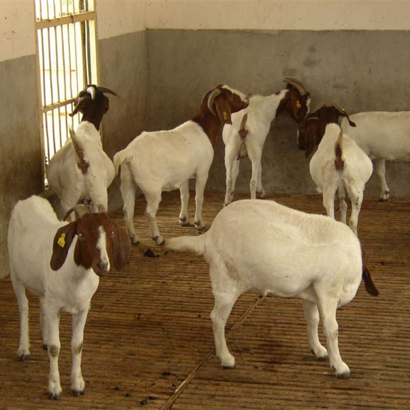 山羊價行情揭秘，小巷深處的獨特風味