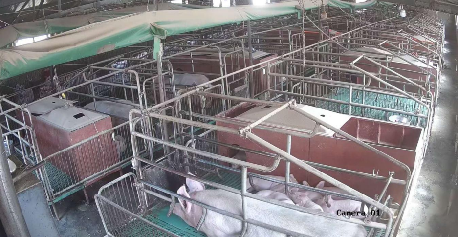 “最新母豬產(chǎn)床技術(shù)”,最新母豬產(chǎn)床技術(shù)，一場技術(shù)與自信的革新之旅