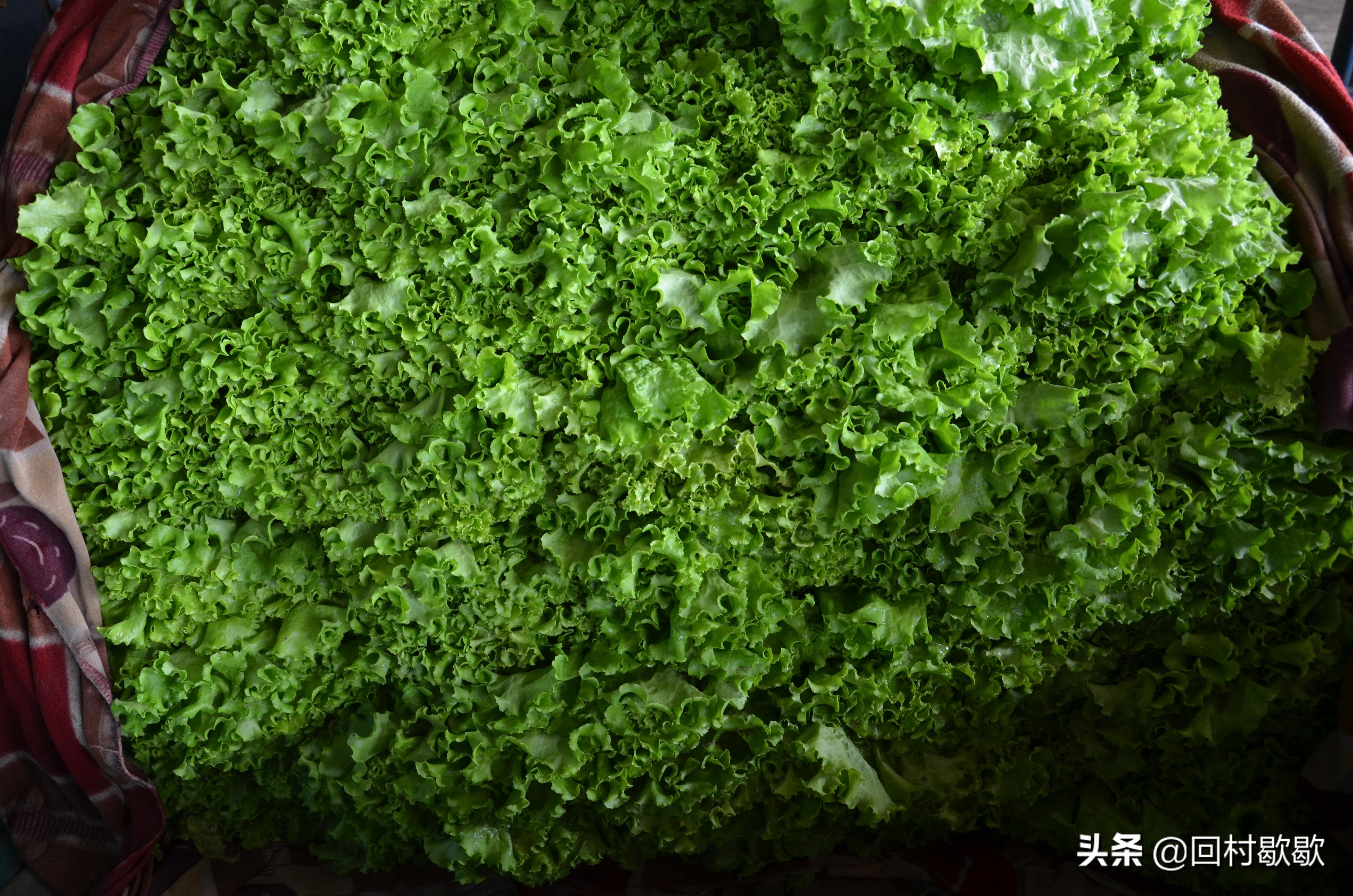 科技引領新生活，最新菜花價格行情實時掌握