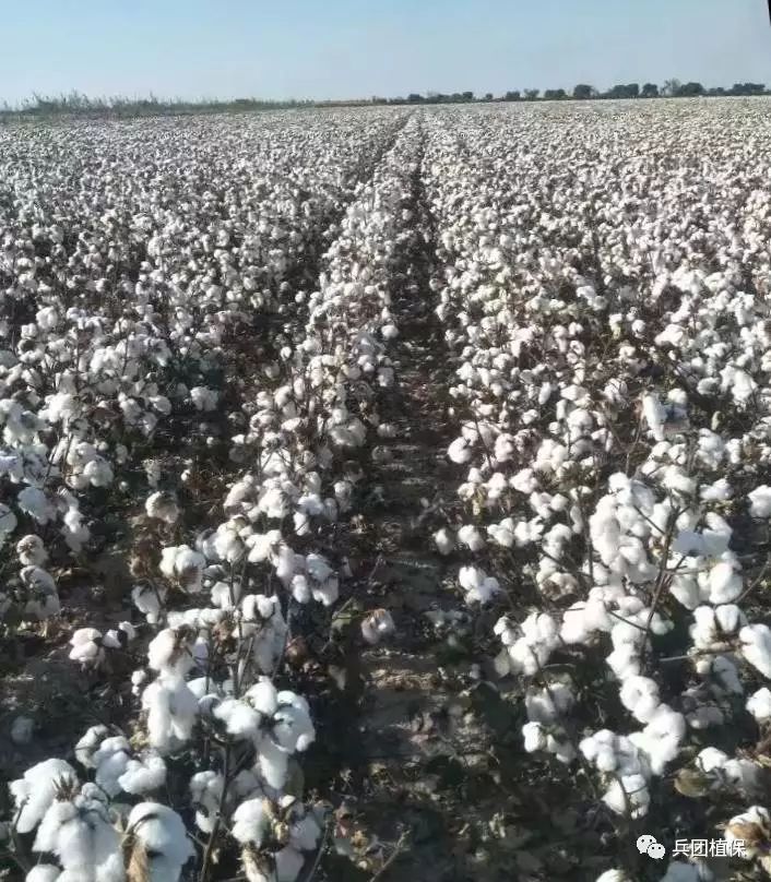 最新棉花資訊，產業(yè)繁榮與挑戰(zhàn)并存