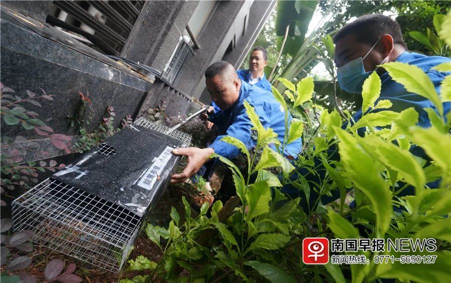 小巷神秘寶藏揭秘，最新捕蛇籠探秘