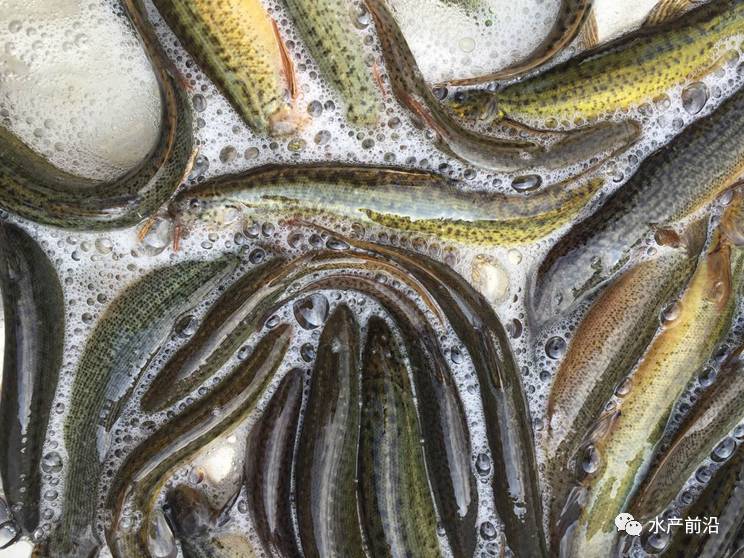 臺灣泥鰍價格最新動態(tài)報告，最新行情解析