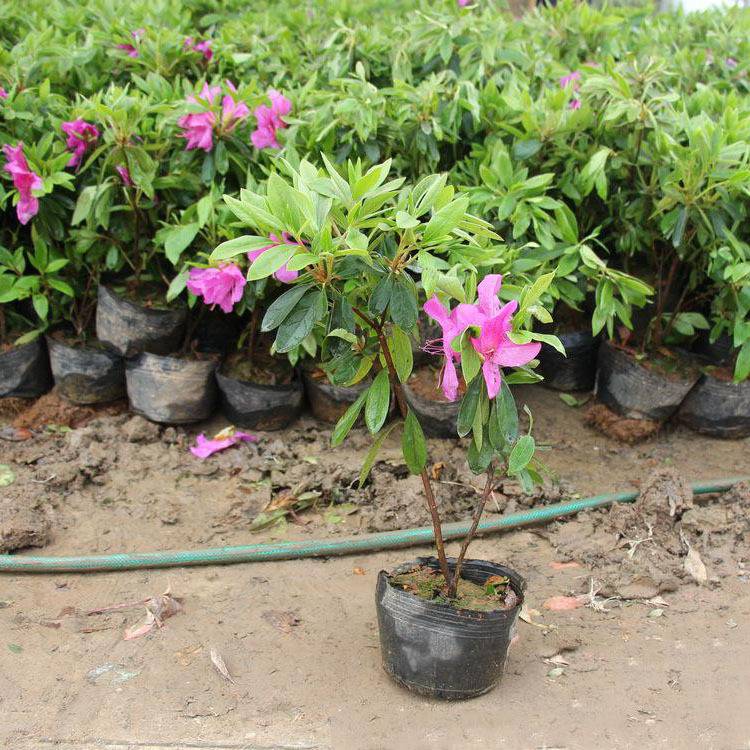 毛杜鵑價(jià)格,毛杜鵑價(jià)格大解密你的省錢(qián)攻略來(lái)了！