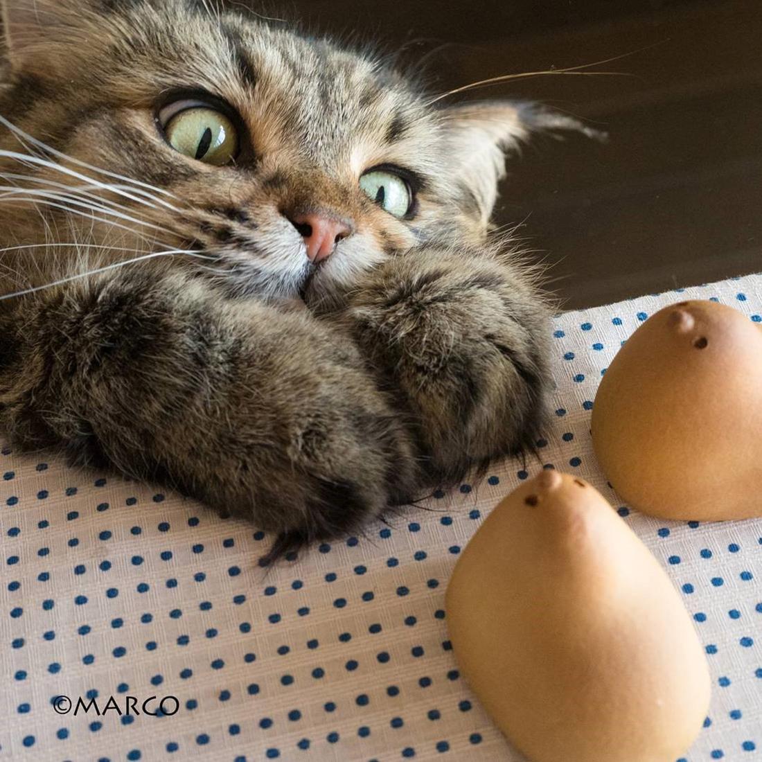 快貓最新科技產(chǎn)品革新，引領(lǐng)未來生活新潮流