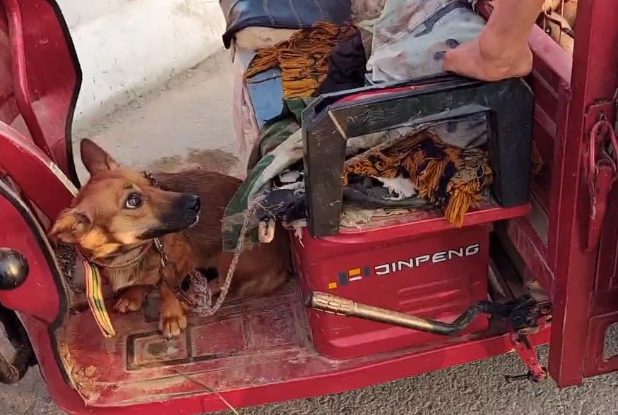 狗肉最新價(jià)格，小巷深處的味覺(jué)盛宴揭秘