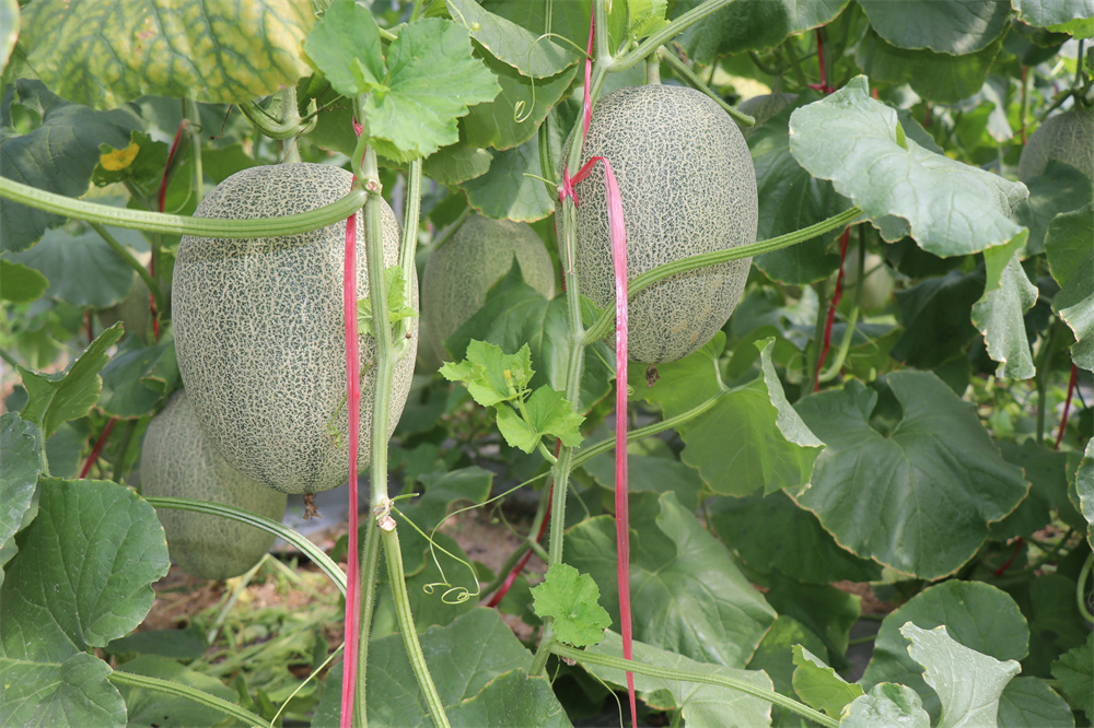 哈密瓜上市季節(jié)、品種與市場供應(yīng)解析，幾月份是哈密瓜的盛宴？