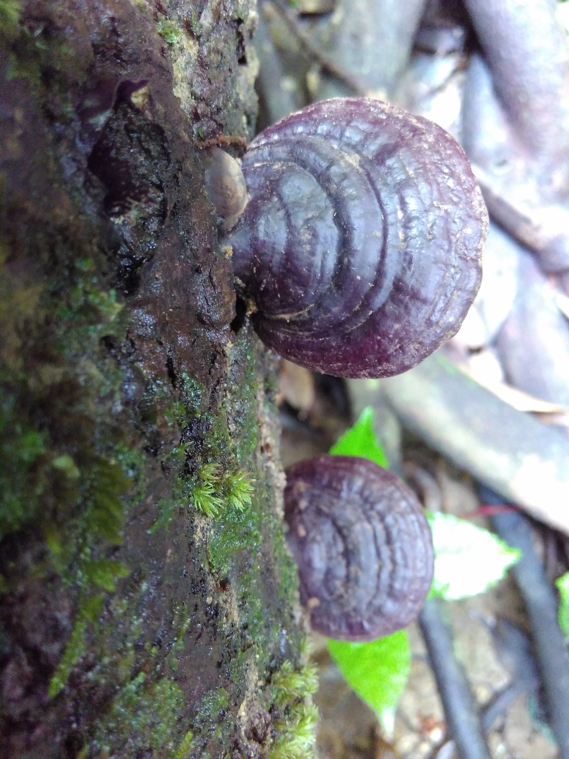 赤靈芝價(jià)格解析，市場(chǎng)價(jià)、市場(chǎng)分析與觀點(diǎn)探討