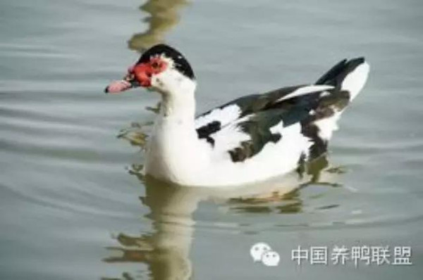 鴛鴦鴨行情，一只鴨子背后的勵(lì)志故事