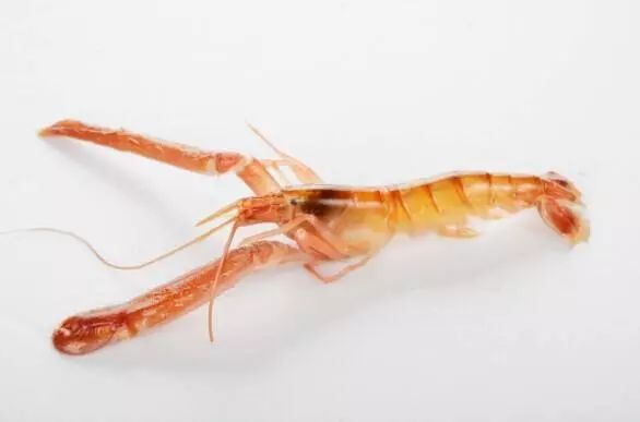 上市蝦，市場潛力與可持續(xù)發(fā)展的博弈之道