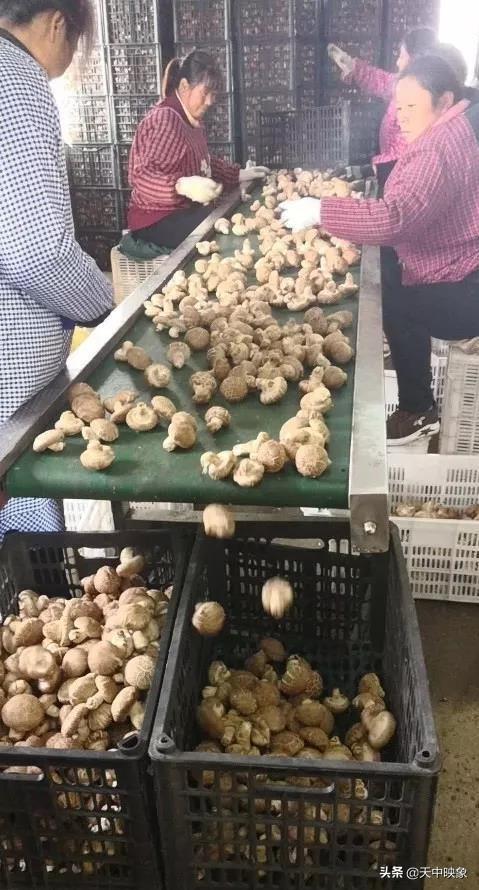 中脈上市指南，詳細步驟帶你了解中脈上市之路