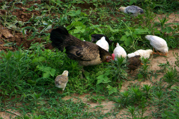 柴雞價(jià)格最新行情及小巷深處的味覺(jué)探秘之旅