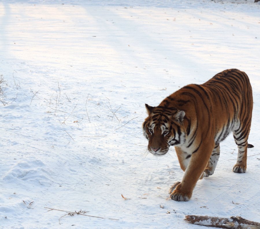 虎威演員表揭秘，舞臺(tái)之外的小日常風(fēng)采