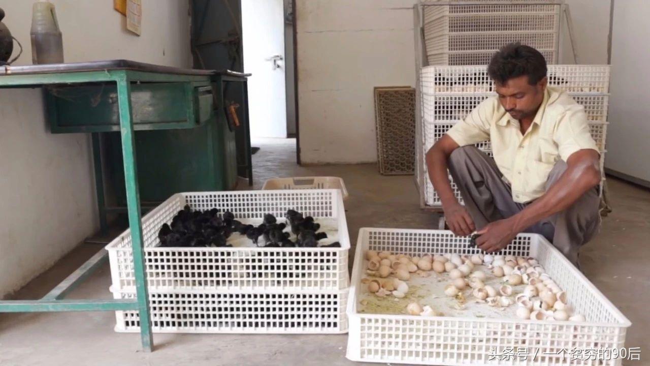 最新雛雞價格監(jiān)測器，科技引領(lǐng)智能生活新篇章